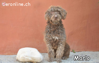 MARLO