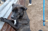 Marton-2, hübscher Hundemann