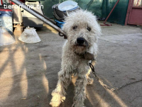 Marvin-3, bezaubernde Fellnase