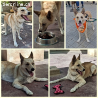 Matea, w./kastr., geb. 04/2019, Grösse: ca. 60 cm/25kg