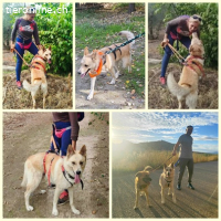 Matea, w./kastr., geb. 04/2019, Grösse: ca. 60 cm/25kg