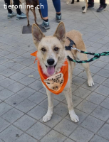 Matea, w./kastr., geb. 04/2019, Grösse: ca. 60 cm/25kg