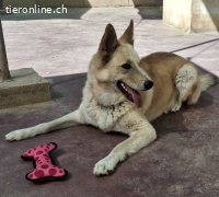 Matea, w./kastr., geb. 04/2019, Grösse: ca. 60 cm/25kg