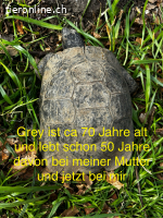Maurische Landschildkröten und Breitrand abzugeben