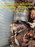 Maurische Landschildkröten und Breitrand abzugeben
