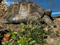 Maurische Landschildkröten und Breitrand abzugeben