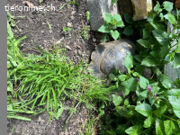 Maurische Landschildkröten und Breitrand abzugeben