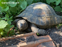 Maurische Landschildkröten und Breitrand abzugeben