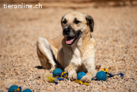 Maverick (5 Jahre) - Hund mit viel Potential