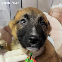 Max – der elegante kleine Gentleman