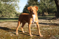 Max – Ein stiller Beobachter mit großem Herz