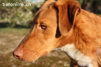 Max – Ein stiller Beobachter mit großem Herz