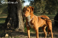 Max – Ein stiller Beobachter mit großem Herz