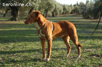 Max – Ein stiller Beobachter mit großem Herz