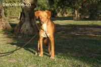 Max – Ein stiller Beobachter mit großem Herz