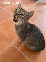 Max sucht liebevolles Zuhause (FeLV+)
