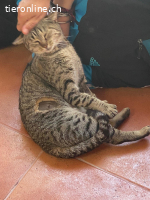 Max sucht liebevolles Zuhause (FeLV+)