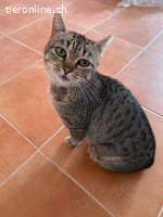 Max sucht liebevolles Zuhause (FeLV+)