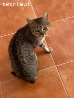 Max sucht liebevolles Zuhause (FeLV+)