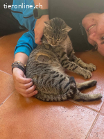 Max sucht liebevolles Zuhause (FeLV+)