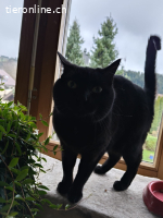 Maxi - die sanfte Seele