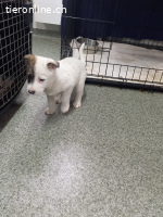 Mayli, kleines Welpen- Herz sucht liebesvolle Zuhause