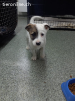 Mayli, kleines Welpen- Herz sucht liebesvolle Zuhause