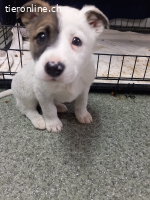 Mayli, kleines Welpen- Herz sucht liebesvolle Zuhause