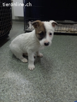 Mayli, kleines Welpen- Herz sucht liebesvolle Zuhause