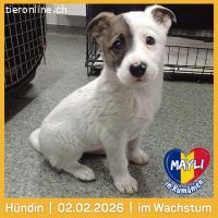 Mayli, kleines Welpen- Herz sucht liebesvolle Zuhause
