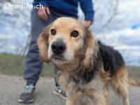 MBAPPÉ, fröhlicher Mischlingsrüde, ca. 8 Jahre, 44cm, 12,7kg