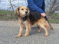 MBAPPÉ, fröhlicher Mischlingsrüde, ca. 8 Jahre, 44cm, 12,7kg