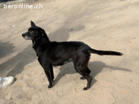 Medi-4, herzige Hundeomi