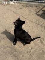 Medi-4, herzige Hundeomi