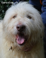 Menodoro - Einfach groß(artig)!