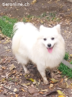 MERCURIO - JUNGER, LIEBER + FREUNDLICHER SPITZ