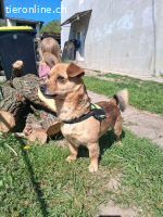 Merlin, Mischling, Rüde, 3 Jahre, 26 cm, 8 kg