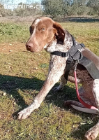 Merlin – versteht sich gut mit Hnden und Katzen