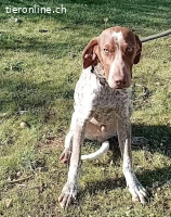 Merlin – versteht sich gut mit Hnden und Katzen