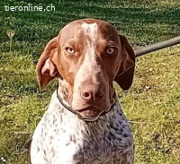 Merlin – versteht sich gut mit Hnden und Katzen