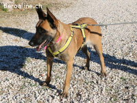 Mia - wundervolle Hündin voller Charme