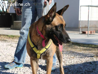 Mia - wundervolle Hündin voller Charme