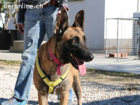 Mia - wundervolle Hündin voller Charme