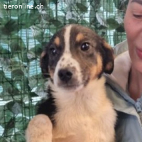 Mia – zart, verspielt und bereit für ein Leben voller Liebe