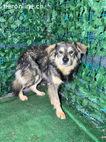 Micky , ein ausgesprochen hübscher Mischlingsrüde