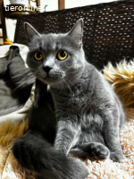Mika Russisch Blau