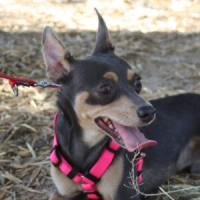 Miki – Ein Energiezwerg auf der Suche nach seiner Familie