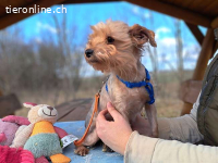 MILLI, entzückende Mischlingsmädchen, ca. 2 J., 25cm, 3,7kg