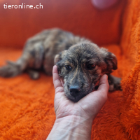 Milou - kleine Seele, die wieder Vertrauen finden möchte