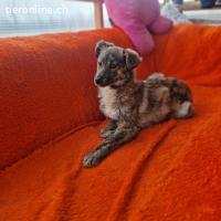 Milou - kleine Seele, die wieder Vertrauen finden möchte